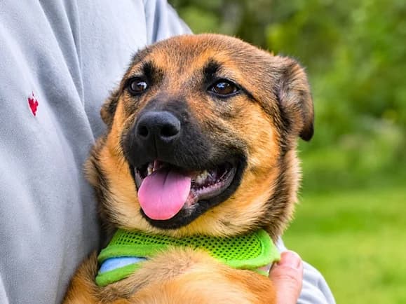 Alva – jung, freundlich und bereit fürs Leben, Mixed Breed (Petsearch.ch)