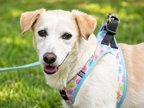 Roberto – verschmuster Freund sucht seine Menschen, Mixed Breed (Petsearch.ch)