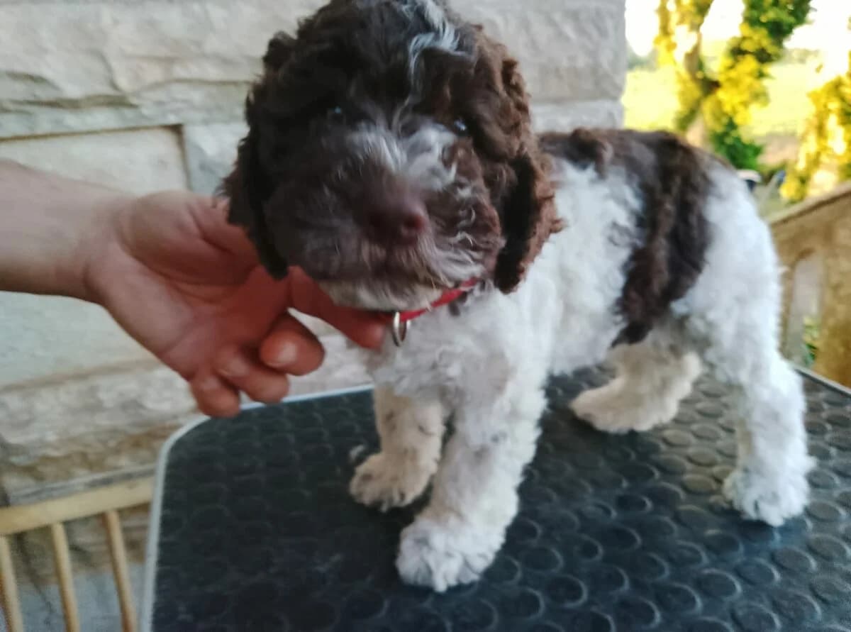 Lagotto Romagnolo Welpe, Mixed Breed (Petsearch.ch)