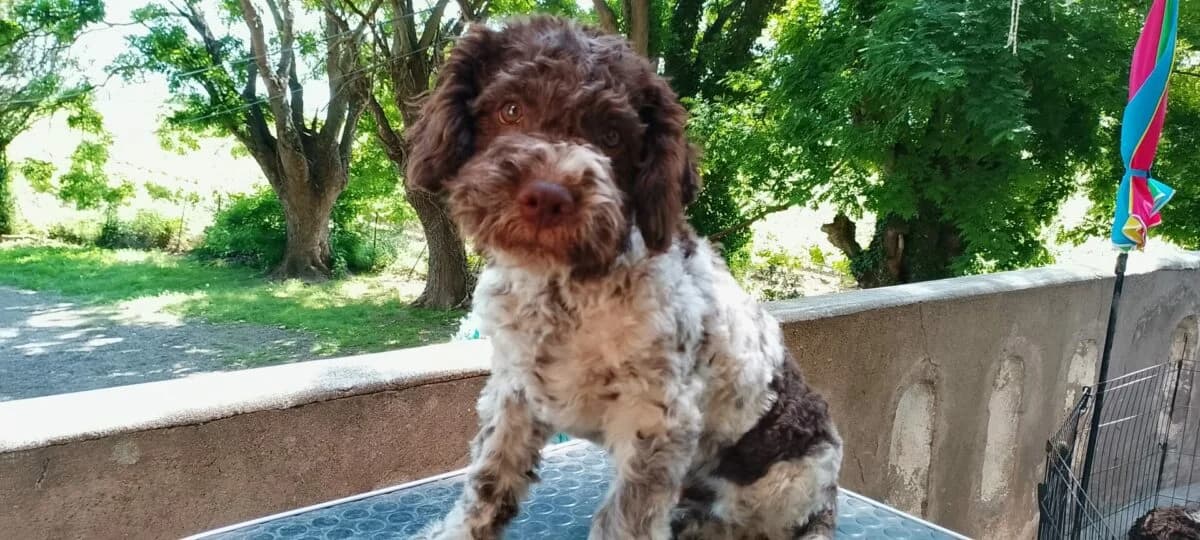 Lagotto Romagnolo Welpe, Mixed Breed (Petsearch.ch)