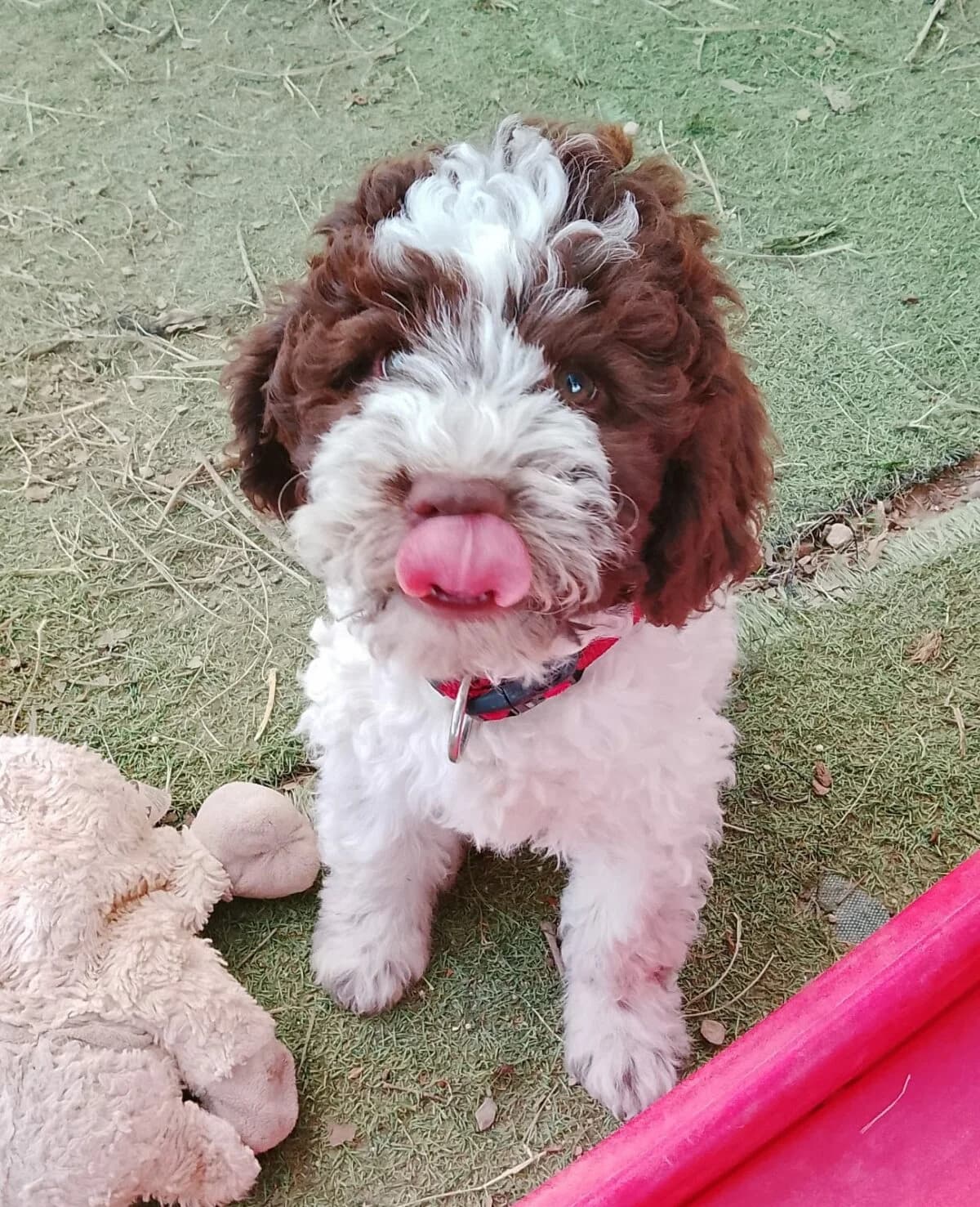 Lagotto Romagnolo Welpe, Mixed Breed (Petsearch.ch)