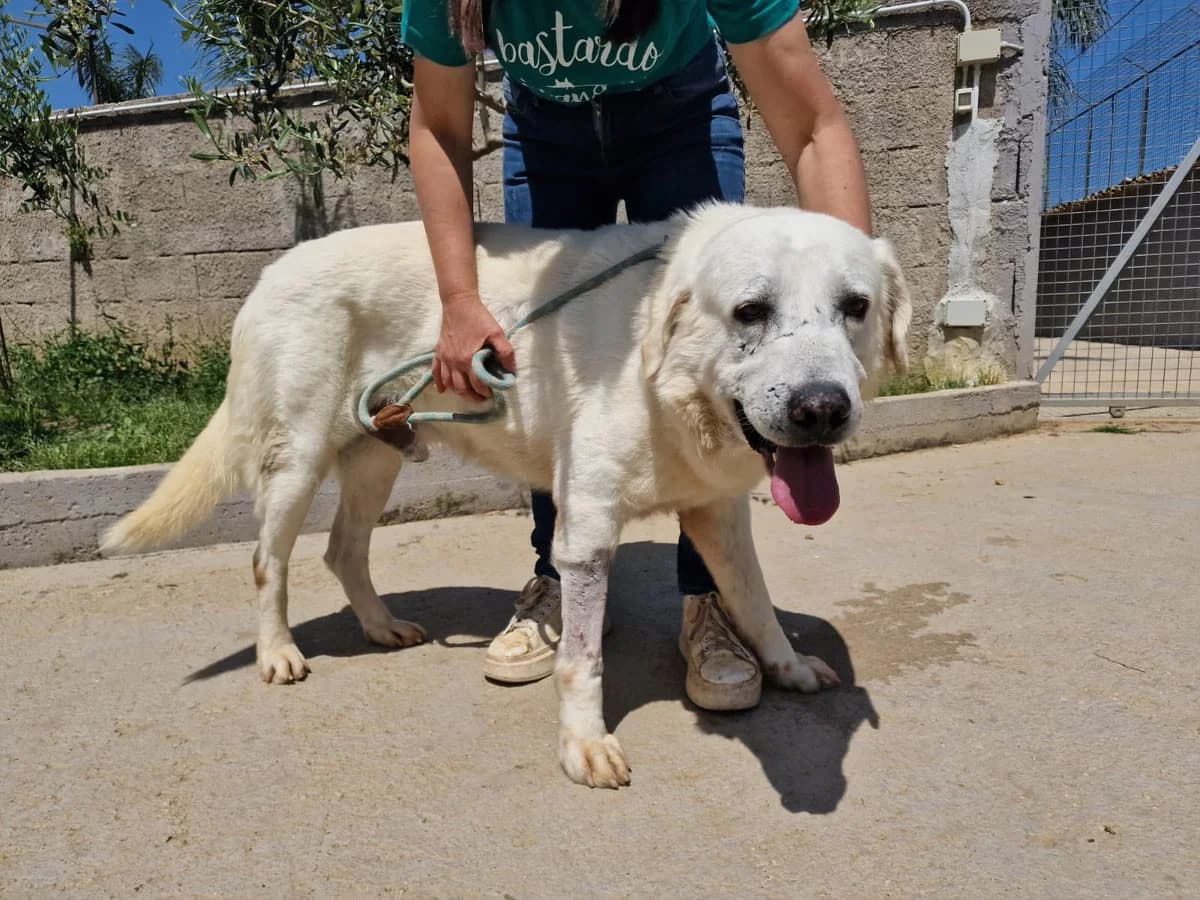 Pato – Notfall – braucht dringend ein Zuhause, Mixed Breed (Petsearch.ch)
