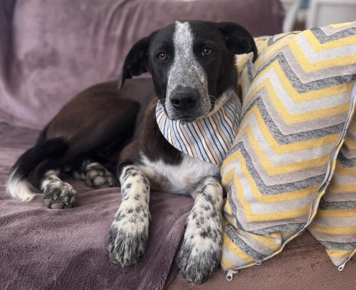 Ben sucht eine liebevolle Familie, Mixed Breed (Petsearch.ch)