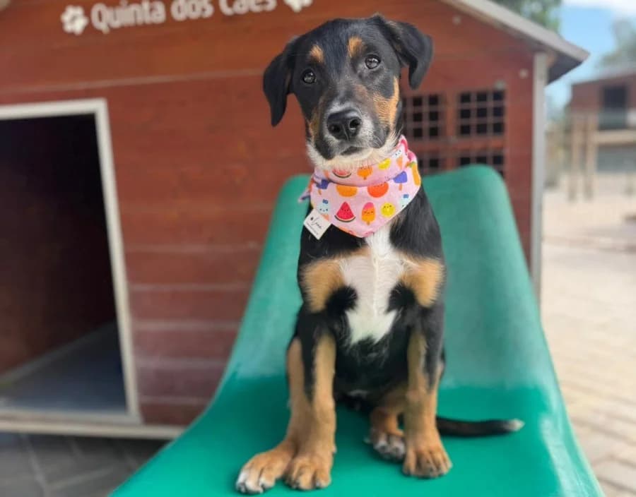 Ayla sucht ihr Glück, Mixed Breed (Petsearch.ch)