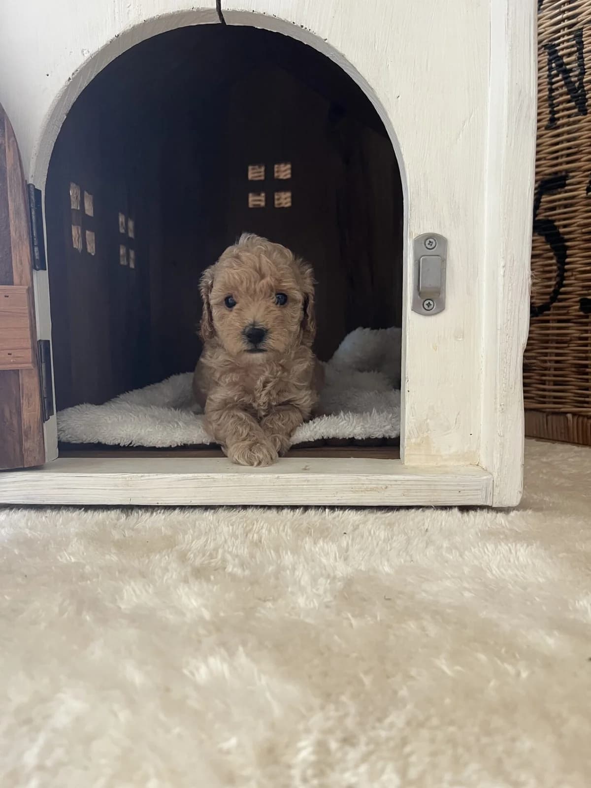 Pudel, Mixed Breed (Petsearch.ch)