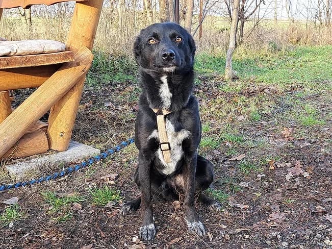 EDEN, aufmerksame Mischlingshündin, ca. 2 Jahre, 44cm, 12kg, Mixed Breed (Petsearch.ch)