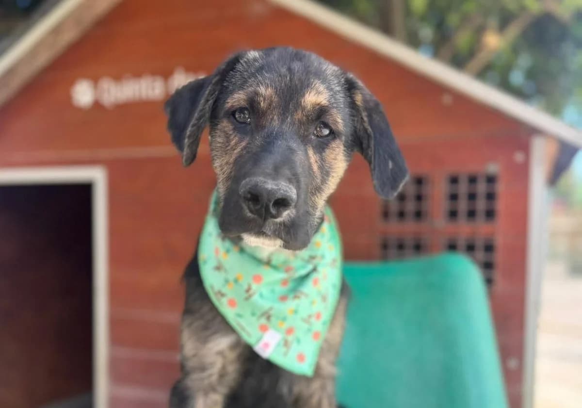 Tyson möchte das Leben außerhalb des Tierheims kennenlernen, Mixed Breed (Petsearch.ch)