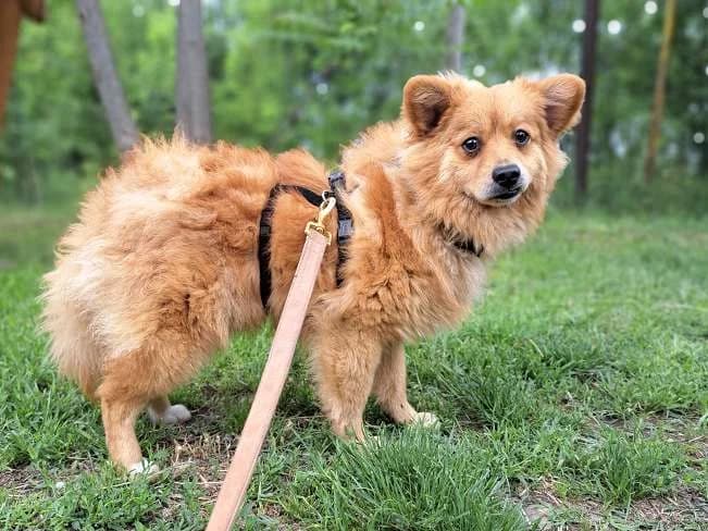 BRIAN, liebenswerter Hundebub, ca. 1 Jahr, 39cm, 8,1kg, Mixed Breed (Petsearch.ch)