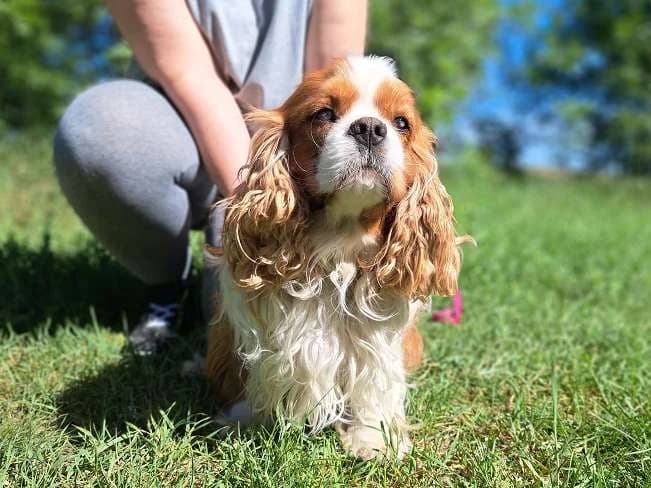 GERALD, wundervoller Rüde, ca. 2 Jahre, 34cm, 10,6kg, Mixed Breed (Petsearch.ch)