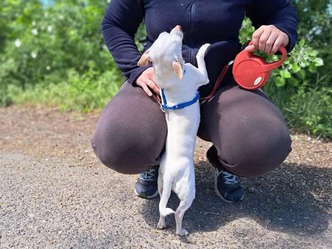 SUSI, entzückende Hundedame, ca. 8 Jahre, 24cm, 3,2kg, Mixed Breed (Petsearch.ch)