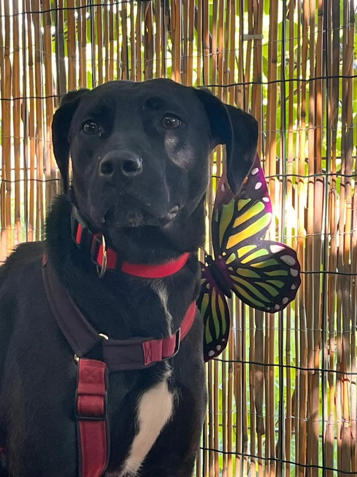 die Schönheit Minu sucht ein zuhause, Mixed Breed (Petsearch.ch)