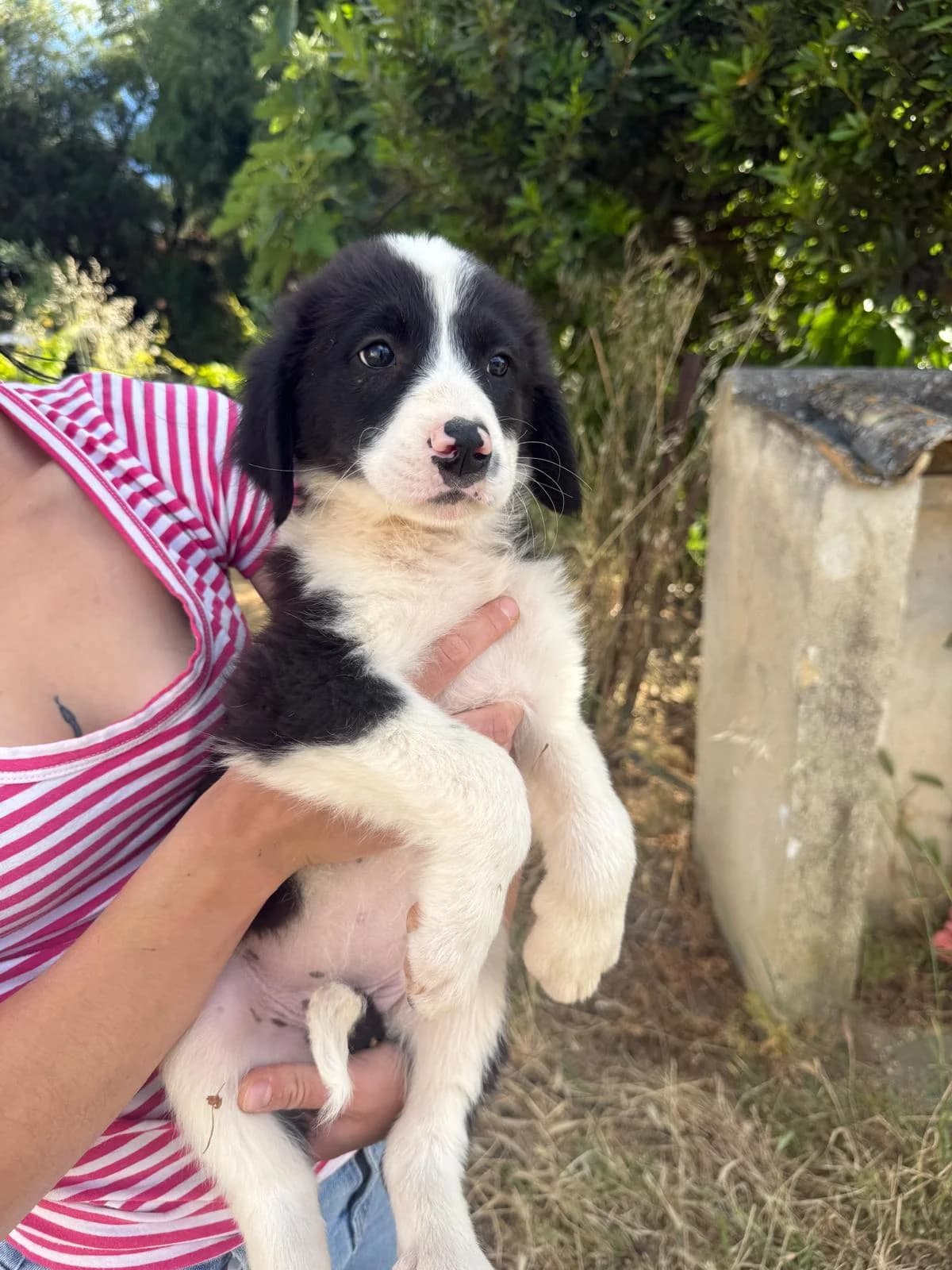 die süsse Yuma sucht ein zuhause, Mixed Breed (Petsearch.ch)