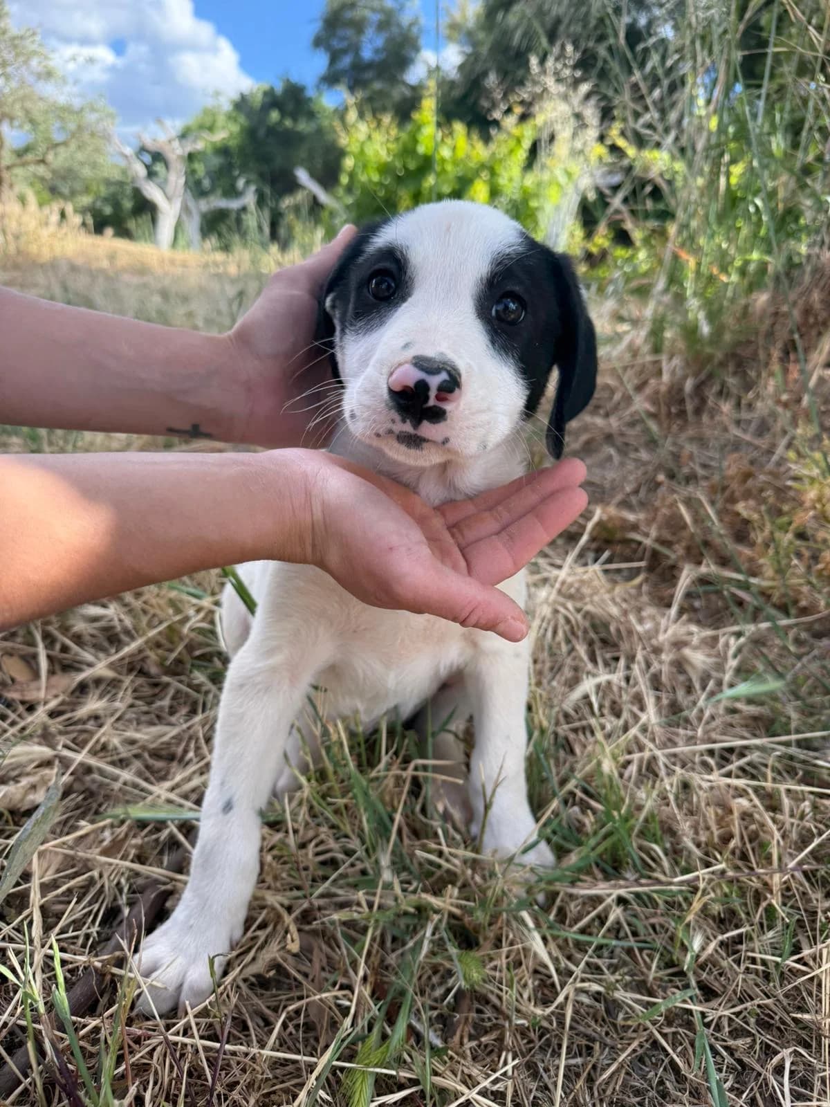 die kleine Rumi sucht ein zuhause, Mixed Breed (Petsearch.ch)