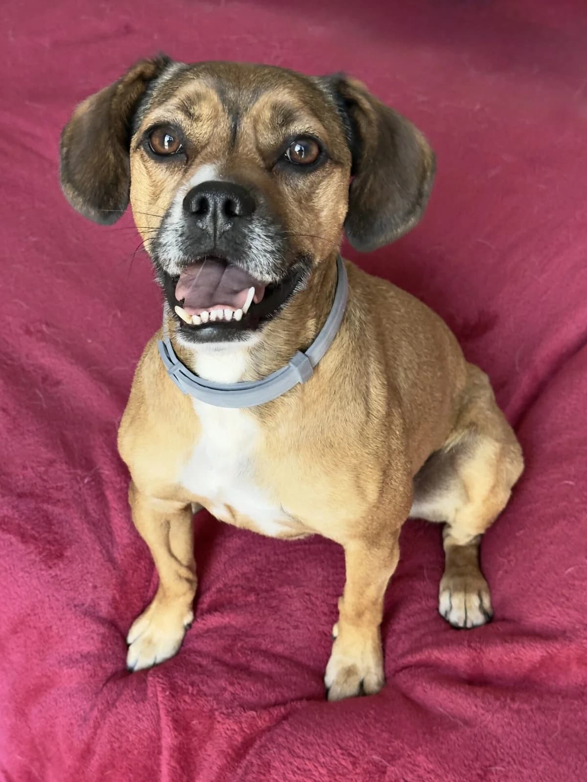 Nelly, ein fröhlicher Sonnenschein sucht ein Zuhause, Mixed Breed (Petsearch.ch)