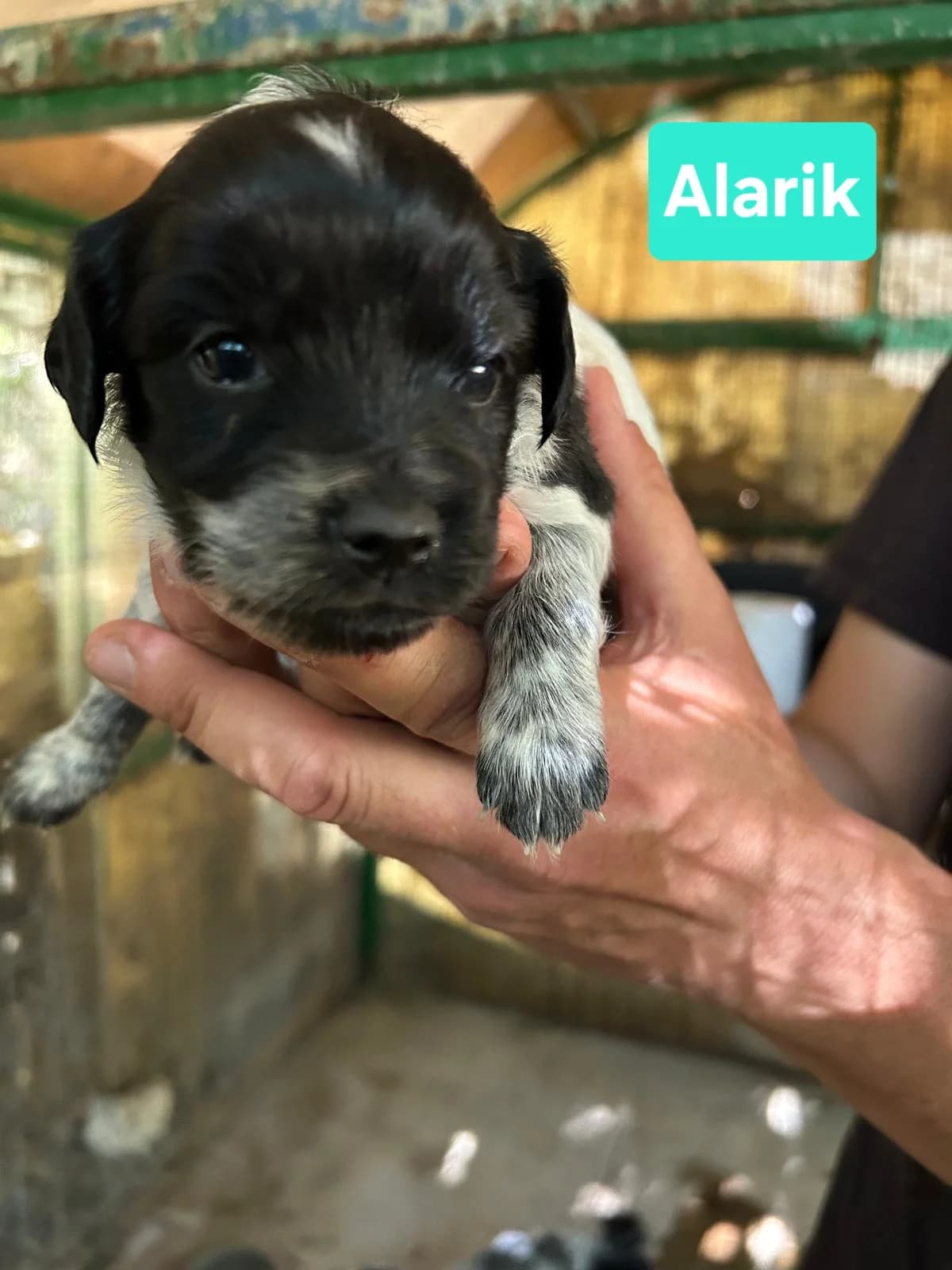 Welpen Alarik, Yuma & Kiruna, Mixed Breed (Petsearch.ch)