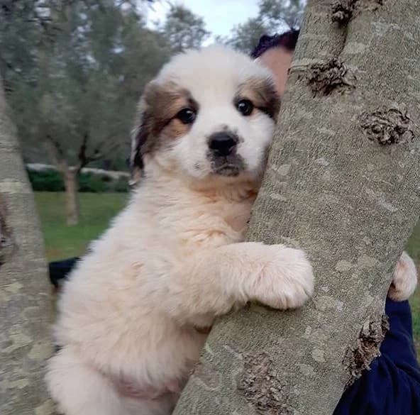 Sonnenschein, male puppy Mixed Breed for adoption at Petsearch.ch, Zurich
