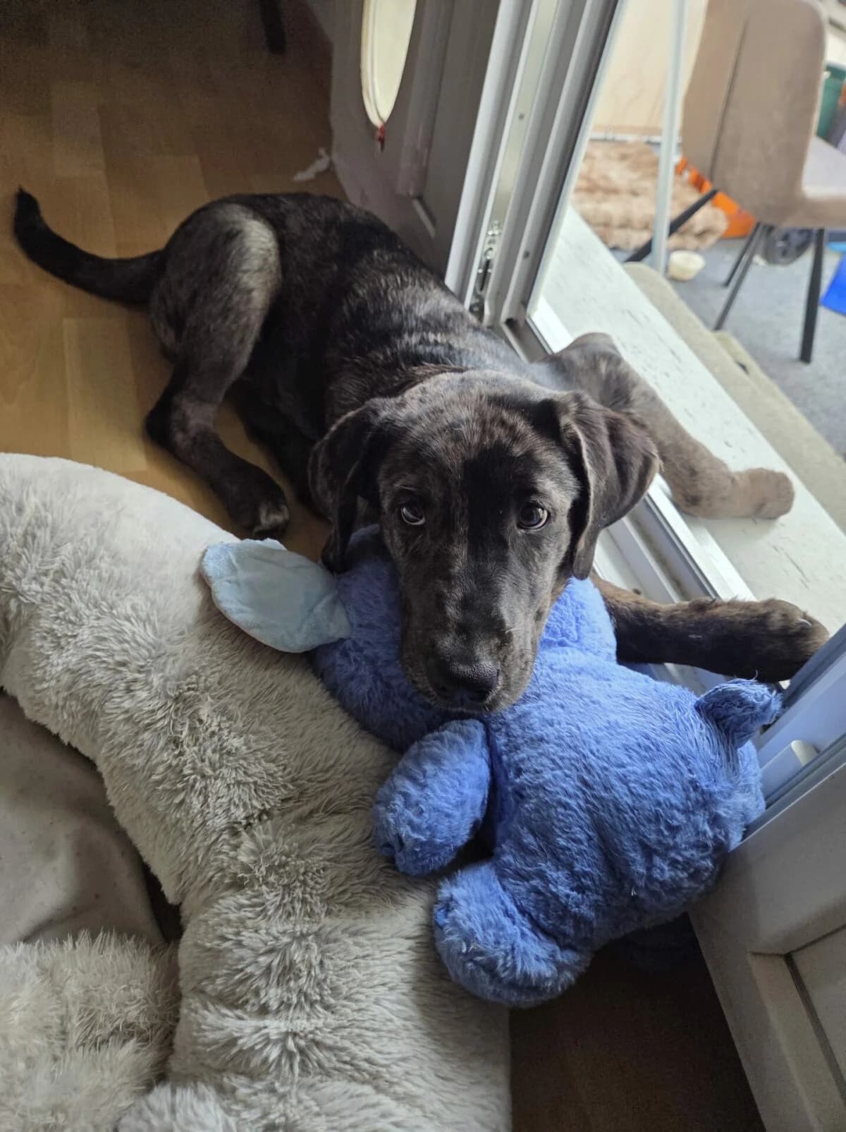 Charly sucht ein liebes zuhause, Mixed Breed (Petsearch.ch)