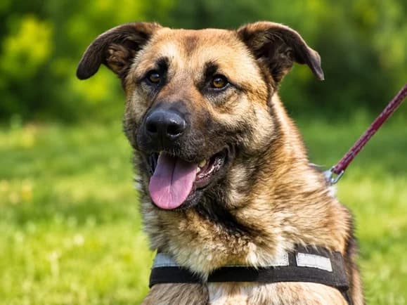 Portos – sanfter Freund sucht Vertrauen, Mixed Breed (Petsearch.ch)