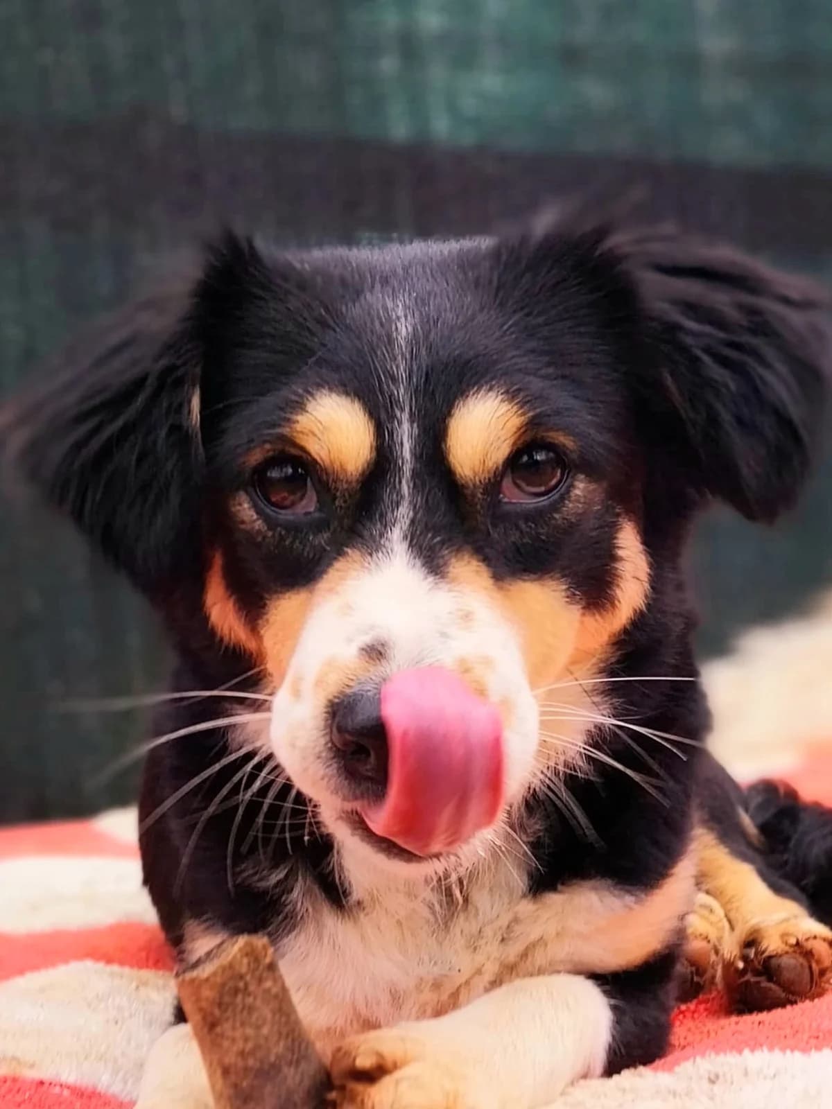 Luna hat es knapp geschafft, Mixed Breed (Petsearch.ch)