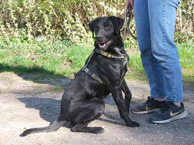 HERCEG, menschenbezogener Mischlingsrüde, ca. 3 Jahre, 56cm, 23kg, Mixed Breed (Petsearch.ch)