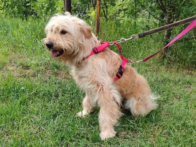 IZABELL, ängstliche Mischlingshündin, ca. 1 Jahr, 43cm, 14,2kg, Mixed Breed (Petsearch.ch)