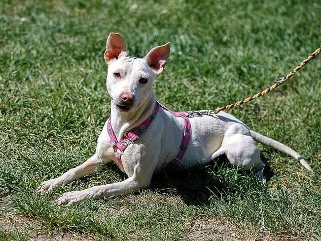 CSIVI, niedliches Mischlingsmädchen, ca. 1 Jahr, 43cm, 12,2kg, Mixed Breed (Petsearch.ch)
