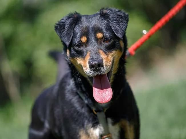 MARTIN, fröhlicher Mischlingsrüde, ca. 2,5 Jahre, 50cm, 13,8kg, Mixed Breed (Petsearch.ch)