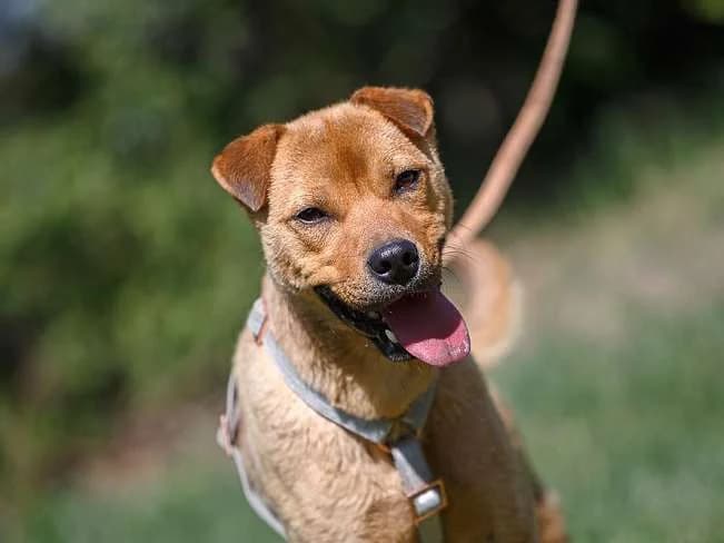 BARNUS, toller Mischlingsbub, ca. 1 Jahr, 49cm, 13,2kg, Mixed Breed (Petsearch.ch)