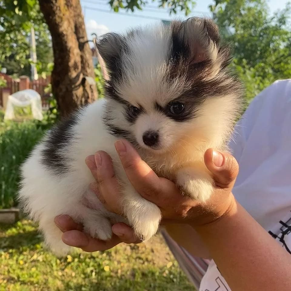 2 süße und kerngesunde Welpen zur Welt gebracht, Mixed Breed (Petsearch.ch)