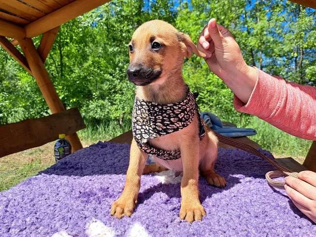 ADELIO, süßer Mischlingsbub, ca. 3,5 Monate, 30cm, 6,2kg, Mixed Breed (Petsearch.ch)