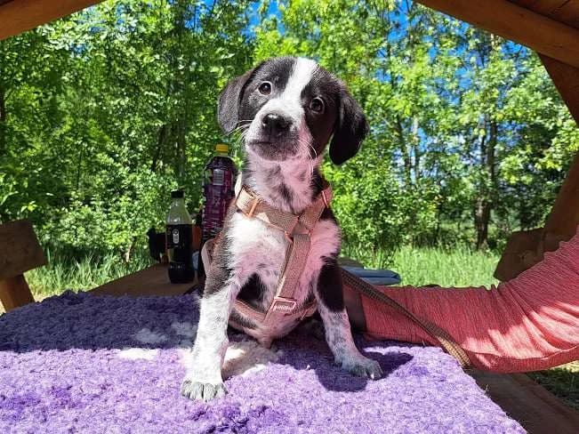 AMARO, hübscher Mischlingsbub, ca. 3,5 Monate, 27cm, 6,3kg, Mixed Breed (Petsearch.ch)