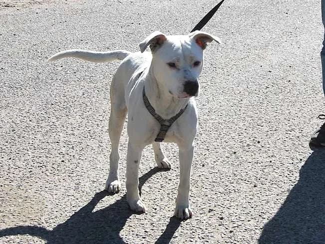 COCOS, neugieriger Mischlingsrüde, ca. 3 Jahre, 45cm, 18kg, Mixed Breed (Petsearch.ch)