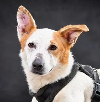 Fox – möchte wieder dazugehören, Mixed Breed (Petsearch.ch)