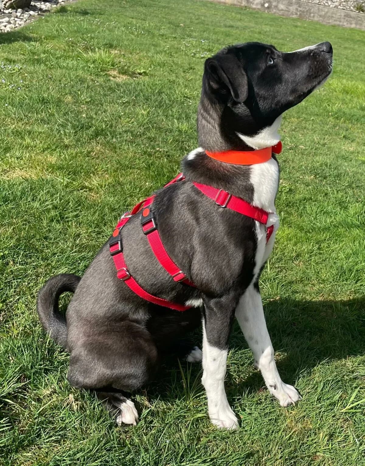Fina sucht ihre Menschen, female young Mixed Breed for adoption at Petsearch.ch, Zurich