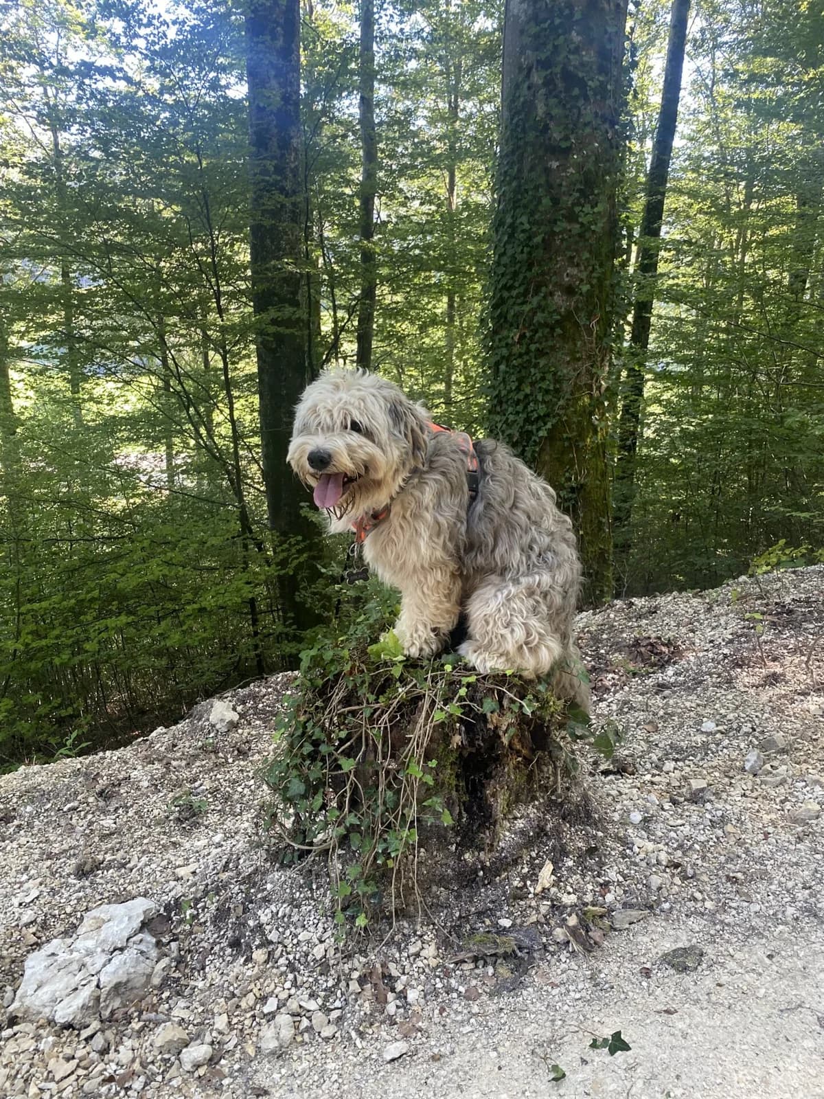 Hund, male Mixed Breed for adoption at Petsearch.ch, Zurich