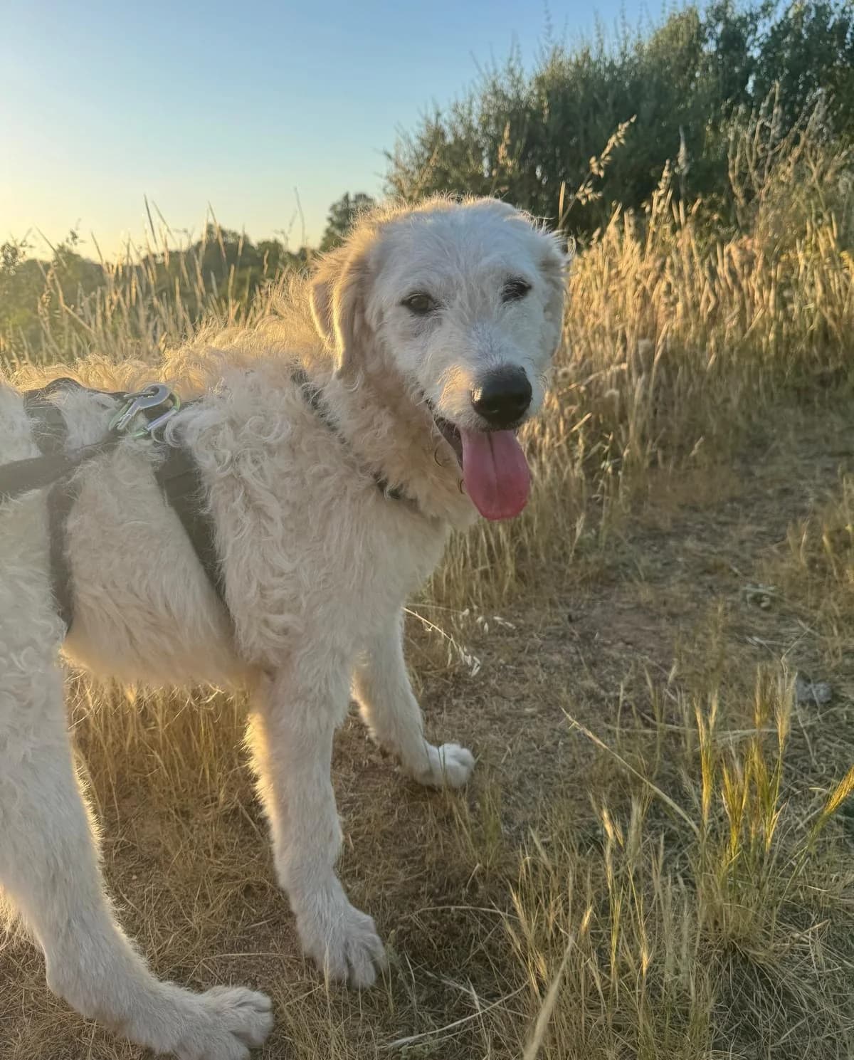 ein Traumhund ohne Wenn und Aber, weiß male Mixed Breed for adoption at Petsearch.ch, Zurich