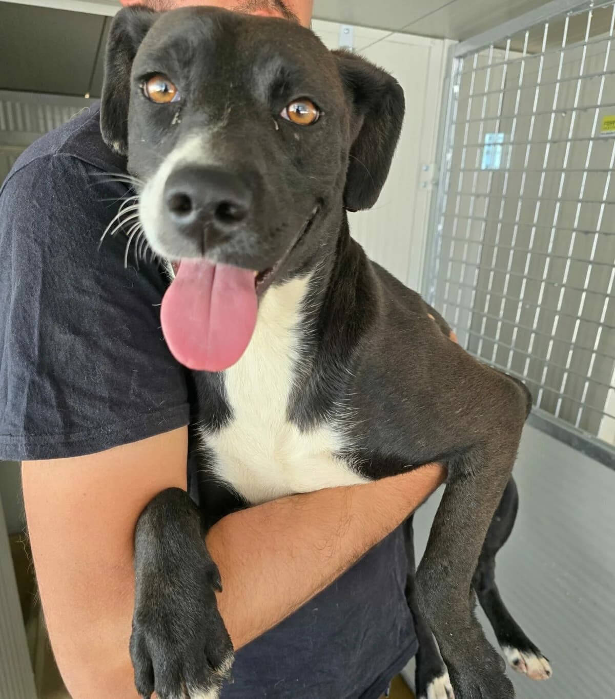 Mini-Labrador sucht Familienanschluss, female Mixed Breed for adoption at Petsearch.ch, Zurich