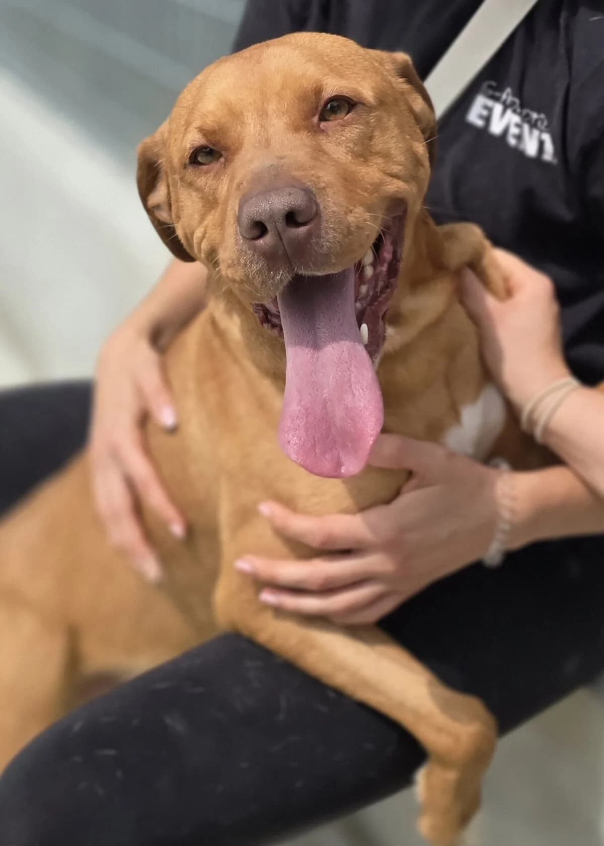 wenn Gene das Leben bestimmen, male Mixed Breed for adoption at Petsearch.ch, Zurich