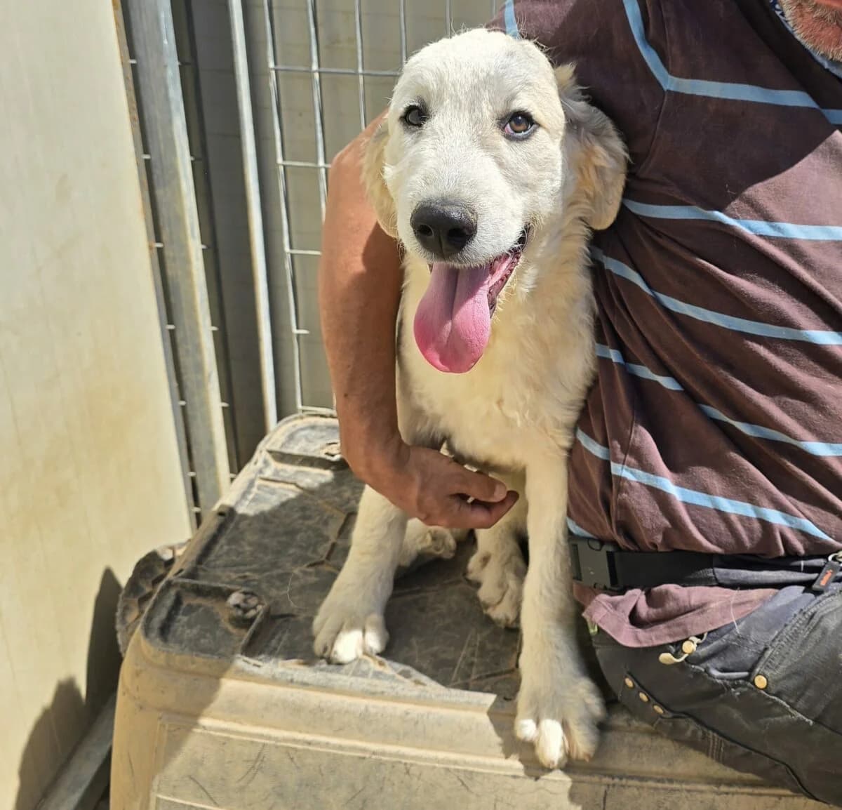 sie liebt Menschen über alles, female Mixed Breed for adoption at Petsearch.ch, Zurich