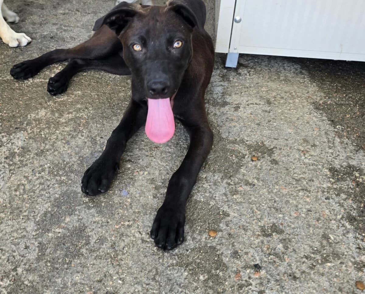 Lex, male puppy Mixed Breed for adoption at Petsearch.ch, Zurich