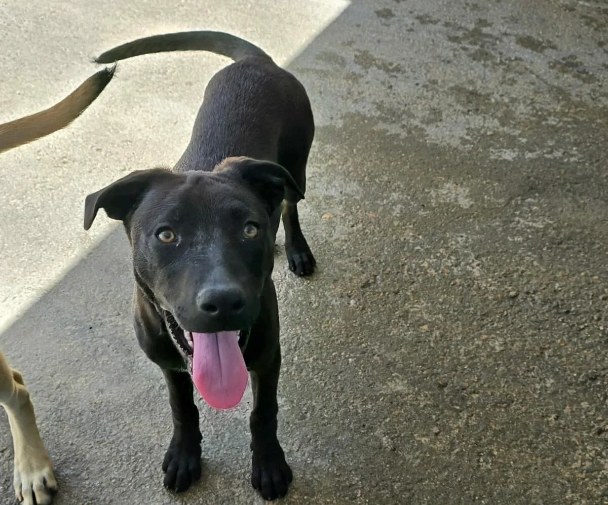 ein Traum für aktive Menschen, female Mixed Breed for adoption at Petsearch.ch, Zurich