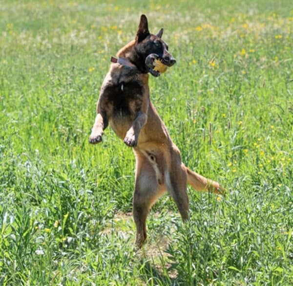 Dado, der wunderbare Malinois-Prinz, male Mixed Breed for adoption at Petsearch.ch, Zurich