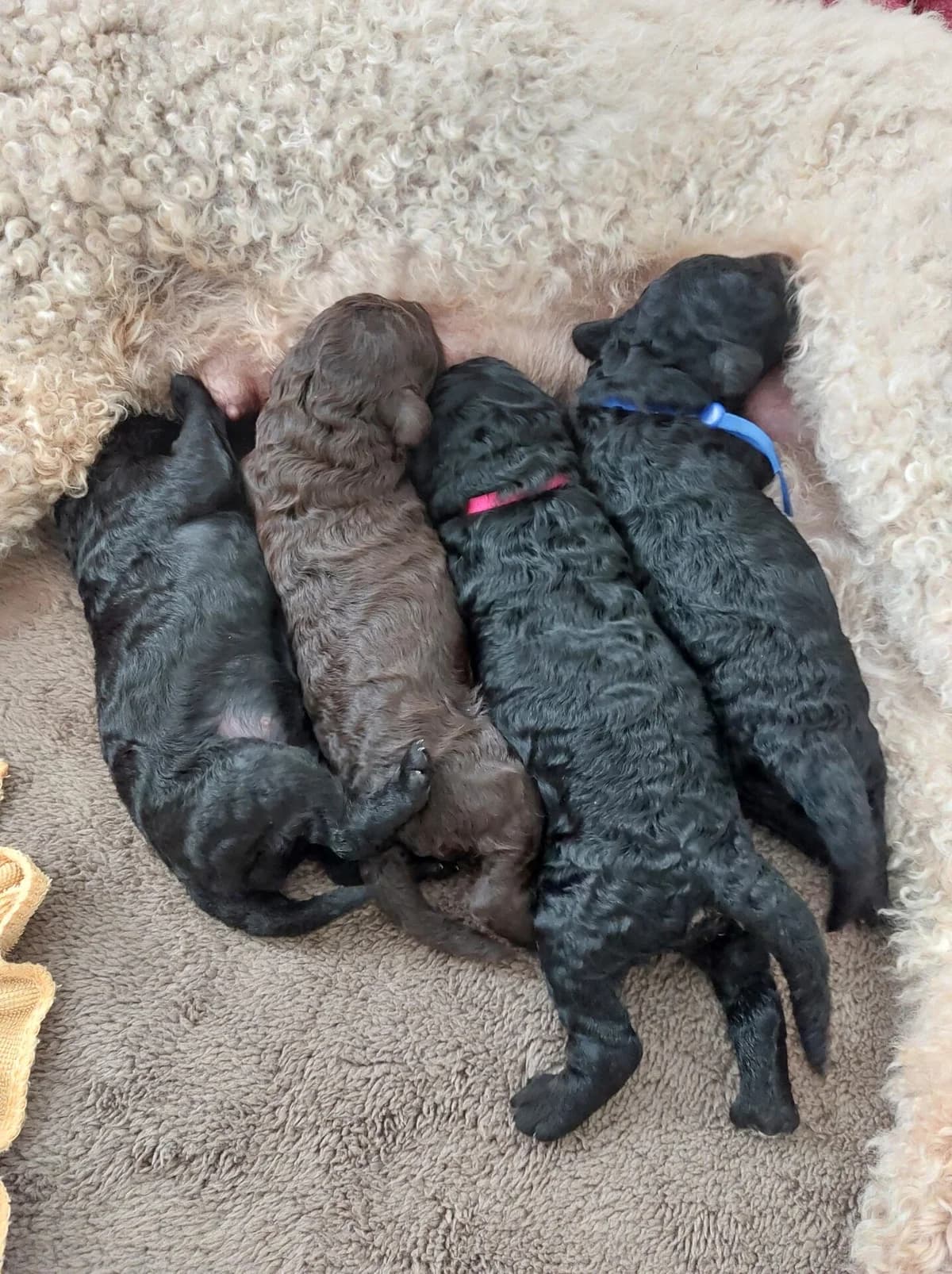 Kleinpudel Welpen suchen Familie, female Mixed Breed for adoption at Petsearch.ch, Zurich