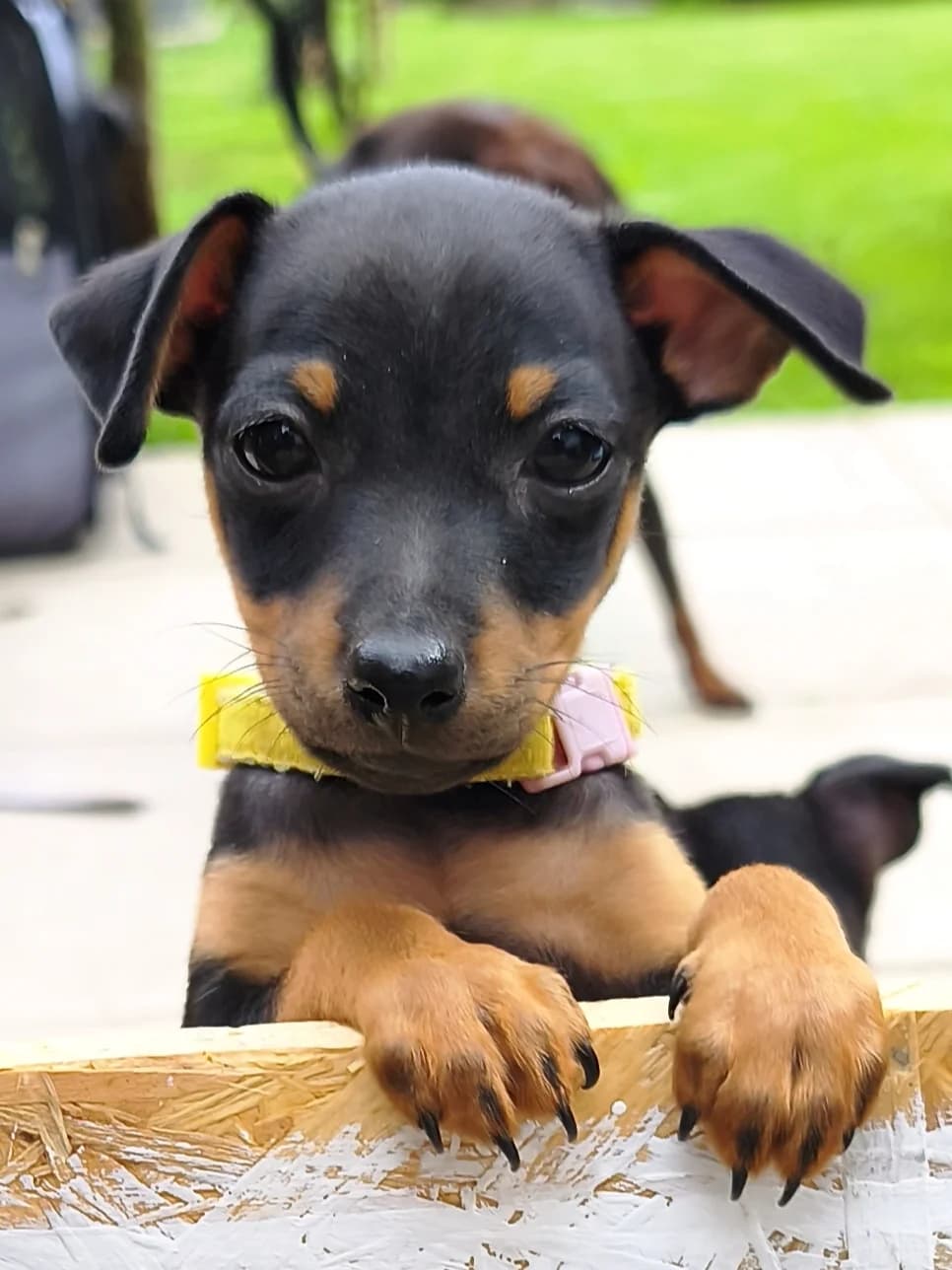 Zwergpinscher Welpe Sakura die schüchterne sucht ihr Fels in der Brandung, female Mixed Breed for adoption at Petsearch.ch, Zurich