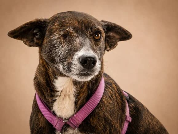 Lia – besonderer Blick, sanftes Herz, female Mixed Breed for adoption at Petsearch.ch, Zurich
