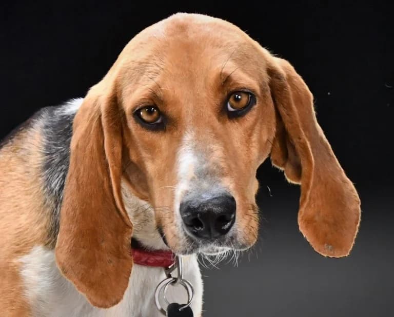 Wiggles – sucht ihr Glück, female Mixed Breed for adoption at Petsearch.ch, Zurich