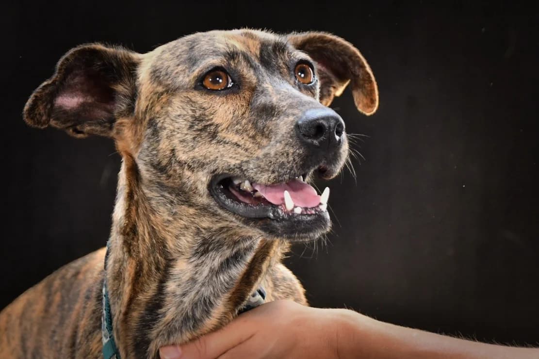 Mikas – fröhliches Mädchen, female Mixed Breed for adoption at Petsearch.ch, Zurich