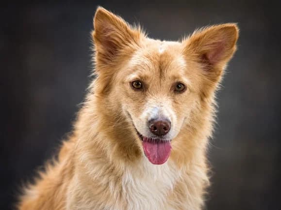 Jani – ein Sonnenschein, female young Mixed Breed for adoption at Petsearch.ch, Zurich