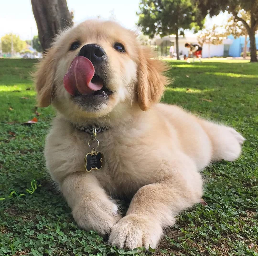 Golden Retriever (Louie), golden male puppy Mixed Breed for adoption at Petsearch.ch, Zurich