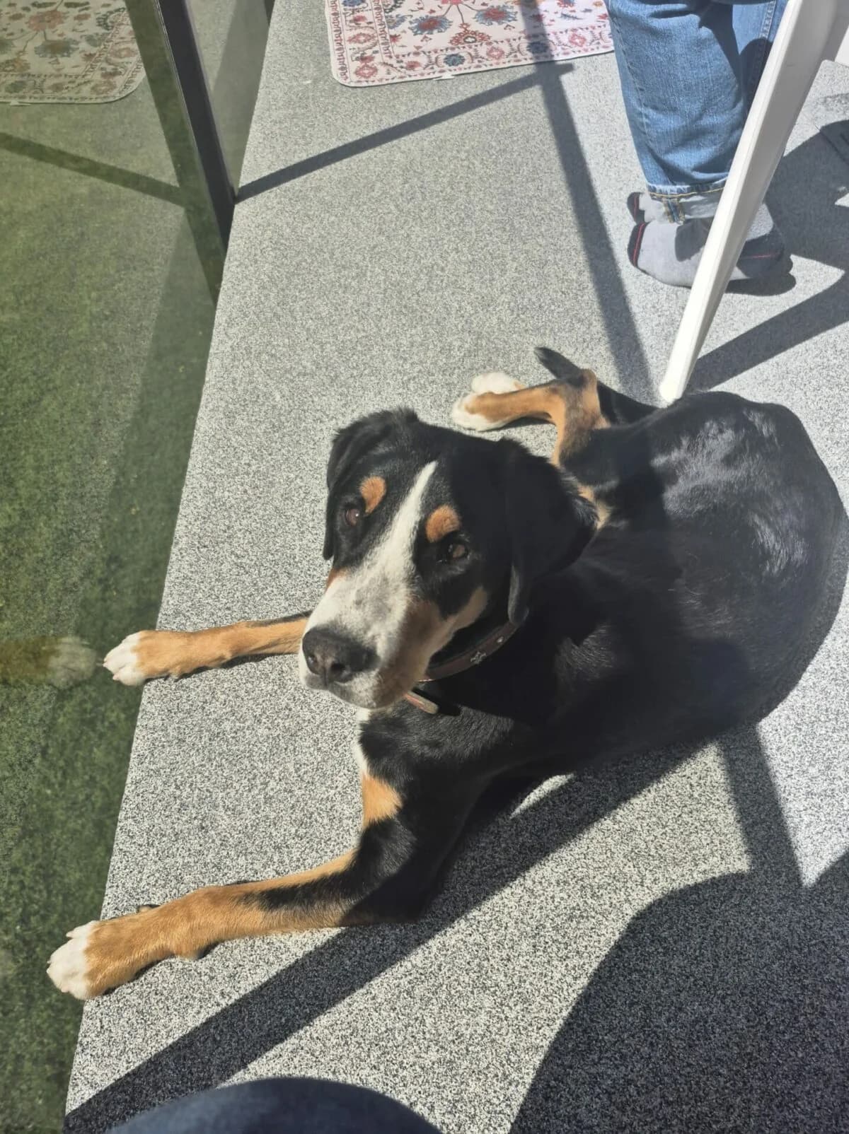 Grosse Schweizer Sennenhund, female young Mixed Breed for adoption at Petsearch.ch, Zurich